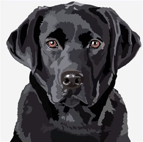 Pet Portraiture Dog Portraits Art Labrador Noir Black Labrador Labs