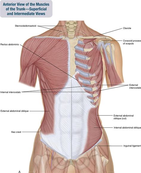 Proper Anatomical Name For Muscles Around Rib Cage Muscles Upper My