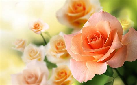 2k Free Download Peach Roses Color Nice Peach Roses Hd Wallpaper