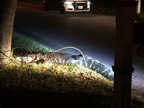 Massive 10 Foot Alligator Greets Florida Man On Doorstep Huffpost