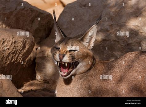 Caracal Caracal Caracal Also Known As Desert Lynx Is A Wild Cat