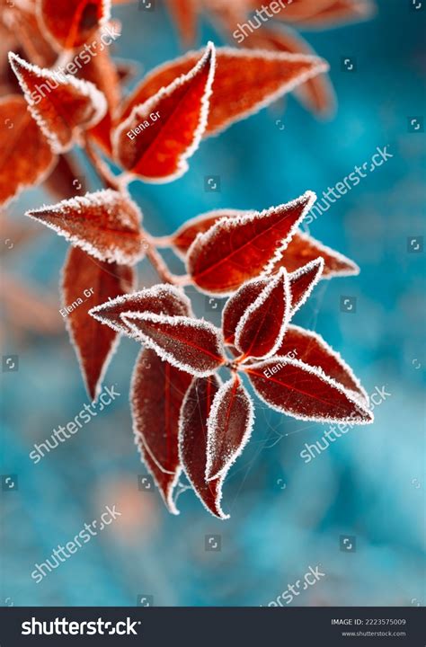 Frosty Leaves Over 86714 Royalty Free Licensable Stock Photos
