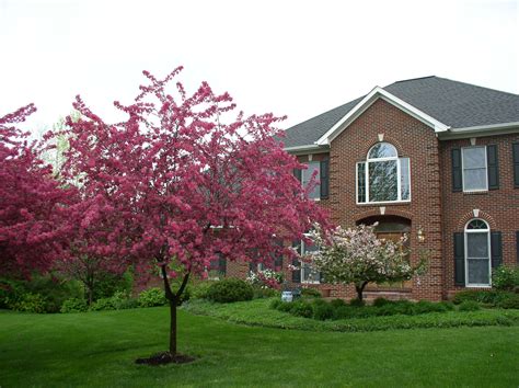 Front Of House Small Ornamental Trees Ornamental Trees Backyard