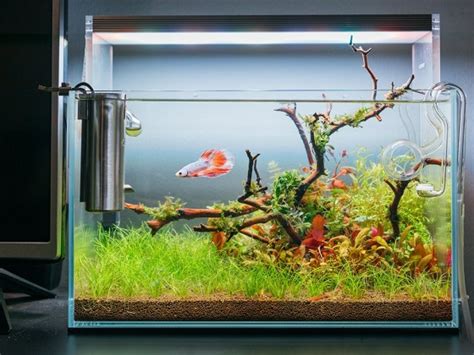 4 Top 20 Gallon Long Rimless Aquariums For Any Fish Breed