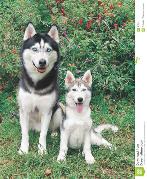 Husky Adult And Puppy Stock Image Image Of Puppy Black
