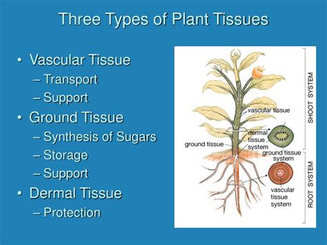 Ppt Plant Structure And Function Powerpoint Presentation Id1194453
