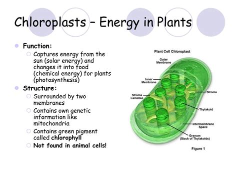 Characteristics distinguish plant cells from animal cells, including chloroplasts and cell walls. PPT - Cell Structure and Function PowerPoint Presentation ...