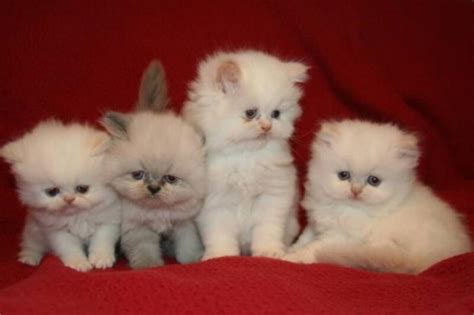 3 month old kittens looking for a forever home Think Twice Before you Buy A Teacup Persian Cat-Kittentoob