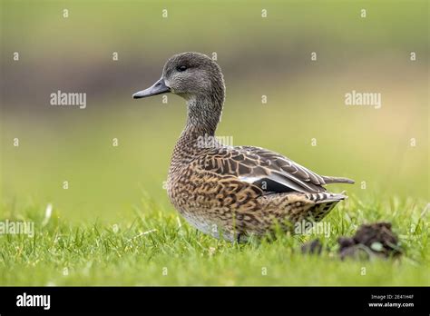 Falcated Duck Female Hi Res Stock Photography And Images Alamy