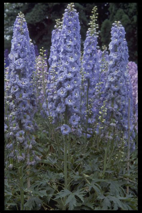 Delphinium Andlord Butlerand Delphinium Andlord Butlerand Herbaceous