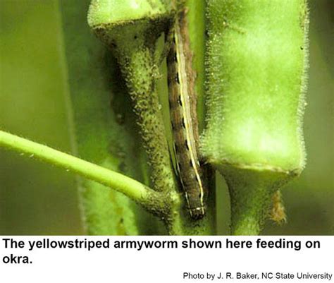 Yellowstriped Armyworm In The Landscape Nc State Extension Publications