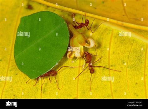 Atta Cephalotes Leaf Cutter Ants Carrying Leaf Section And Flower To