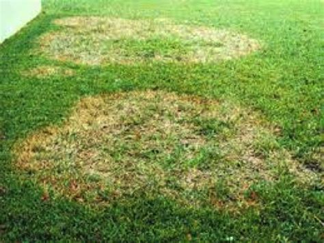 Brown Patch Fungus For St Augustine Grasses • Problem Solved Lawn Care