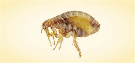 How Long Can Fleas Live Without A Host 7 Things To Know