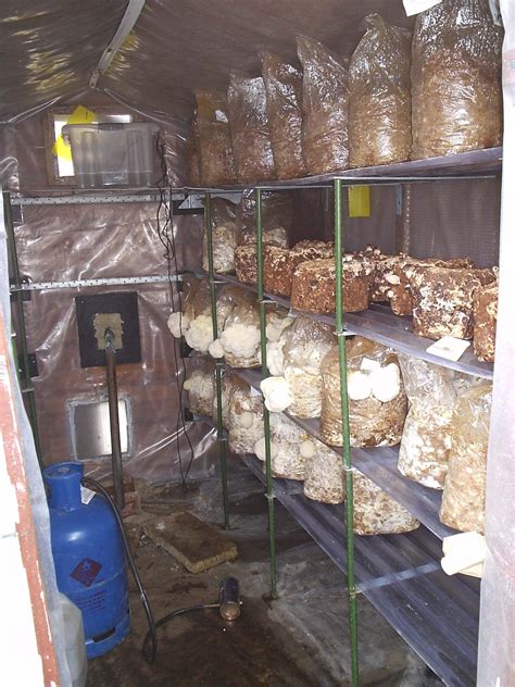 How To Make A Small Shed A Profitable Mushroom Production Business