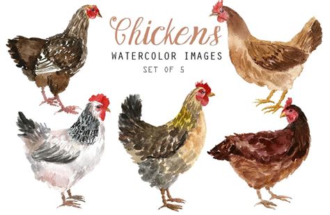 Watercolor Chickens Animal Illustrations ~ Creative Market