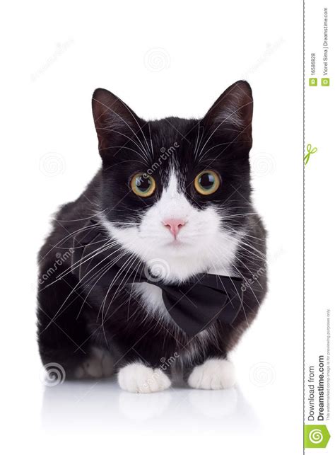 Cute Black And White Cat Royalty Free Stock Photos Image