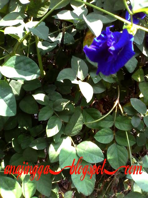 Bunga telang (or bunga teleng or kembang teleng or or bunga biru) is also known as butterfly pea or blue pea vine in english. Bunga Untuk Nasi Kerabu-Bunga Telang - anajingga