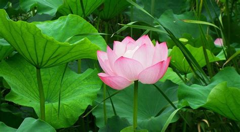 Flowers Leaves Pink Lotus Greens Hd Wallpaper Pxfuel