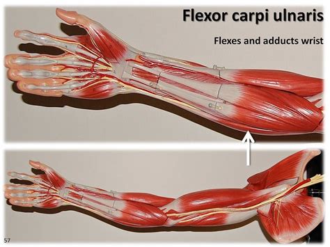 Explain The Difference Between A Flexor And Extensor Muscle