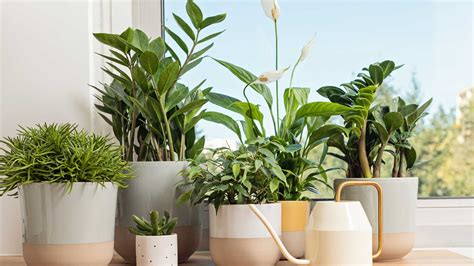 Plantes Pour La Maison Faciles Cultiver Et Entretenir