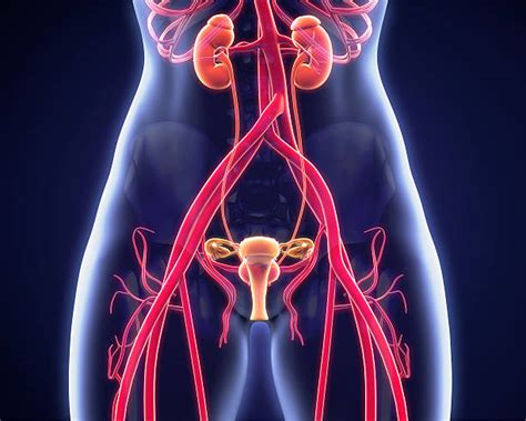 She had operation near home in east bay area, california. Royalty Free Female Private Parts Pictures, Images and ...