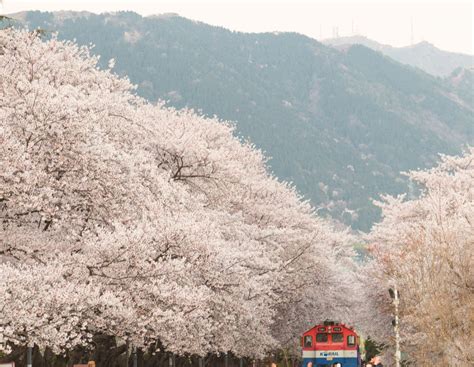 The Famous Jinhae Cherry Blossom Festival All You Need To