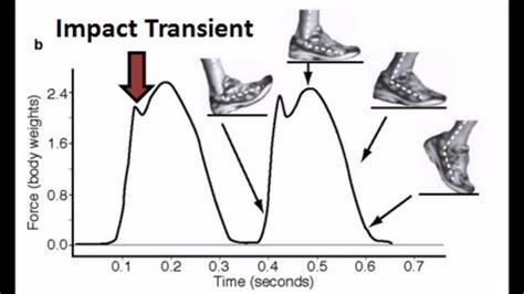 Force Plates Lab Techniques In Exercise Physiology