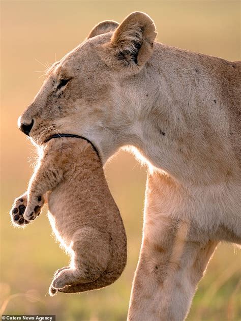 Mother Lion Appears To Swallow Her Cub Up To Its Neck In Optical