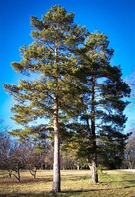 Scots Pine Trees For Sale Online The Tree Center™