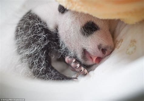 Un Bear Ably Cute Giant Panda Cubs Make Their Debut At Breeding Centre
