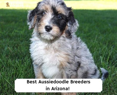 3 Best Aussiedoodle Breeders In Arizona 2023 We Love Doodles