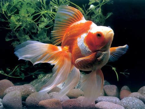 Picturespool Beautiful Fishes Wallpaper Pictures Sea Water Animals