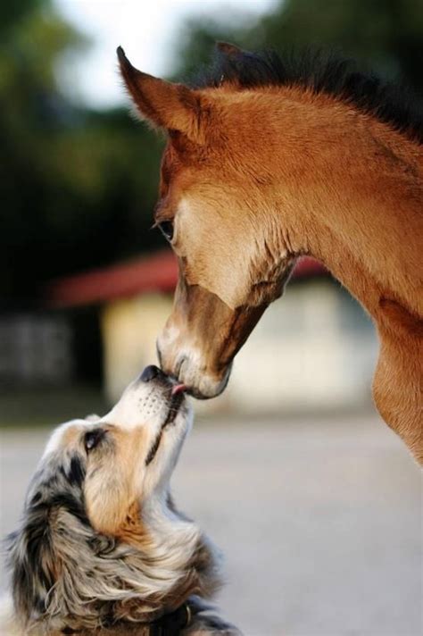 178 Best Dogs And Horses Together Images On Pinterest Fluffy Pets