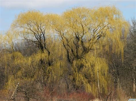 Golden Weeping Willow The Morton Arboretum