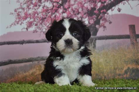 We did not find results for: Boomer Maltezer x Shih tzu