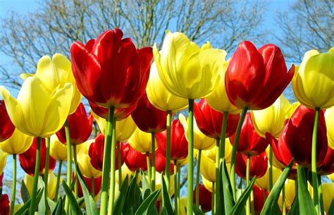 Banyaknya lukisan dan gambar bunga tulip menunjukan betapa populernya bunga ini di negara asalnya. 10 Wallpaper Bunga Tulip Pink Deloiz Wallpaper | Bunga ...