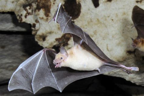 The Night Life Why We Need Bats All The Time Not Just On Halloween