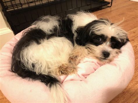 Harpo is one of the best 3 1/2 month old maltese shitzu puppies and he is absolutely adorable. Shih Tzu Puppies For Sale | High Point, NC #319850