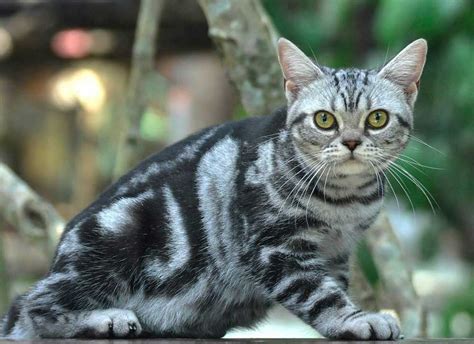 American Shorthair Caractéristiques Caractère Santé Chiens Chats