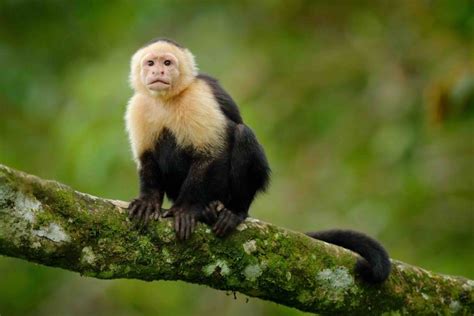 19 Fascinating Capuchin Monkey Facts