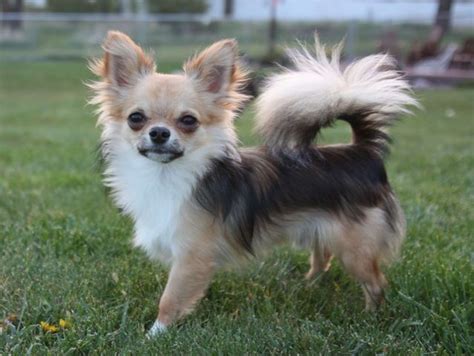 Long Haired Chihuahua Personality Traits Pets Lovers