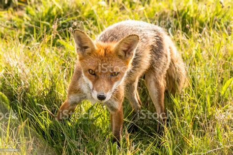 Wild Red Fox In Tall Grass Stock Photo Download Image Now Alertness