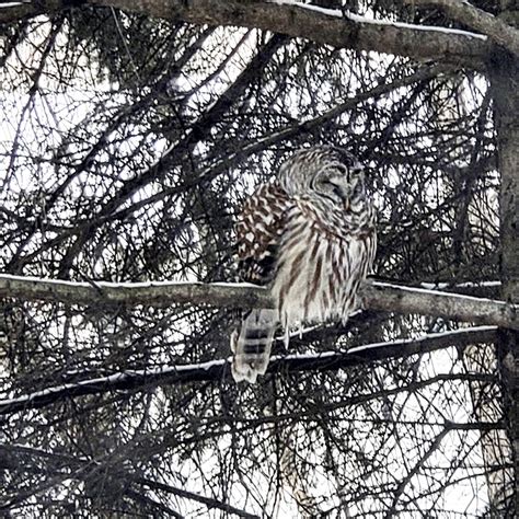 Minnesota Seasons Barred Owl
