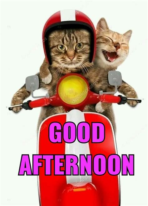 two cats sitting on top of a motor scooter with the caption good afternoon
