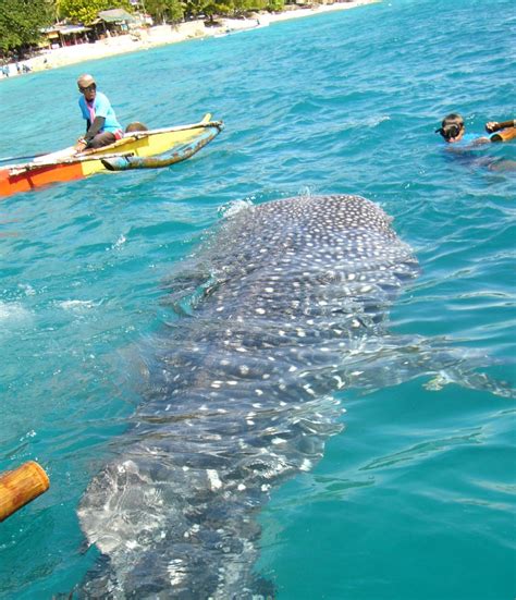 Filipiny, palawan, coron, twin lagoon wyspa coron na filipinach jest jednym z najpiękniejszych miejsc na ziemi! Zdjęcia: PANGLAO, BOHOL, REKINY WIELORYBIE, FILIPINY