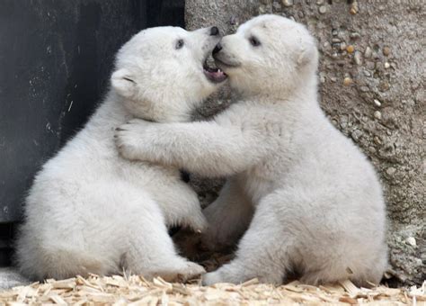 Baby Polar Bears In Munich Photos Baby Polar Bears Make Their