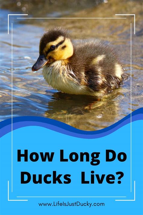 How Long Do Ducks Live How To Extend Their Life Life Is Just Ducky