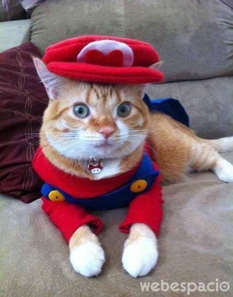 16 Fabulosos Disfraces De Halloween Para Gatitos Cat Dressed Up Cat
