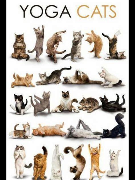 cat lovers | Hatha Yoga Ipswich